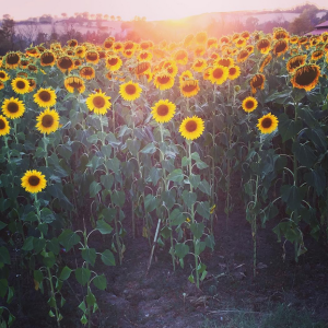 Siena's Sunflower Fields 