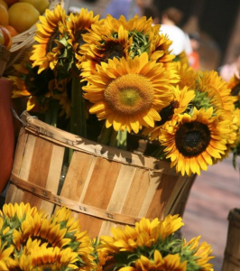 Sunny sunflowers make me think of my mom.